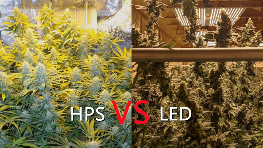HPS Light vs LED Light for cannabis grow